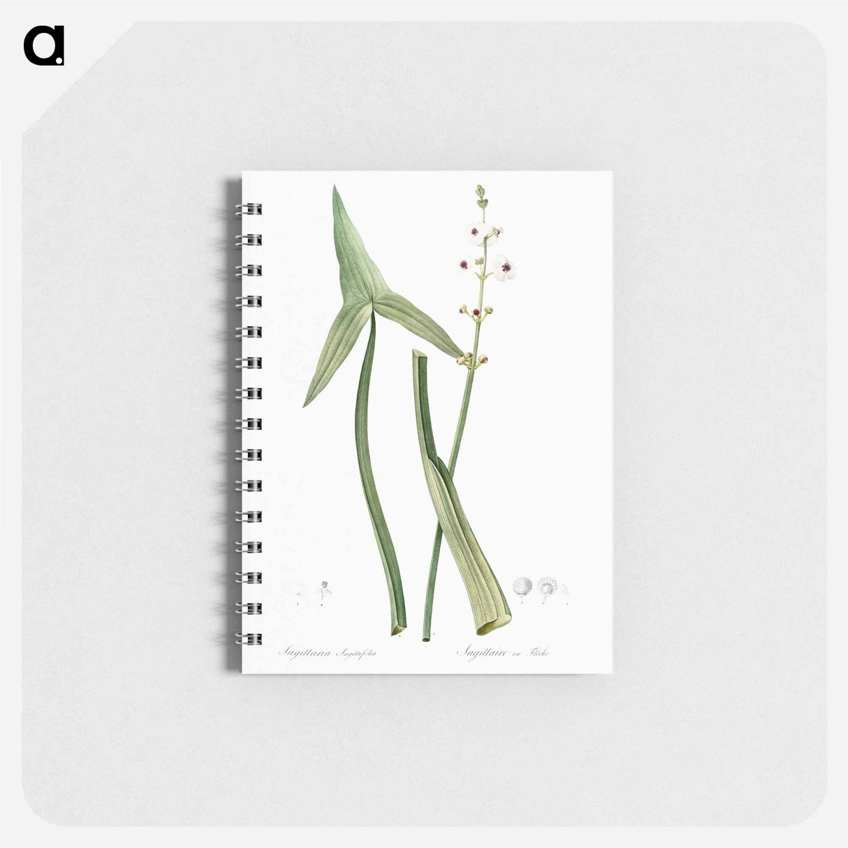 Arrowhead - ピエール ジョゼフ ルドゥーテ Memo.