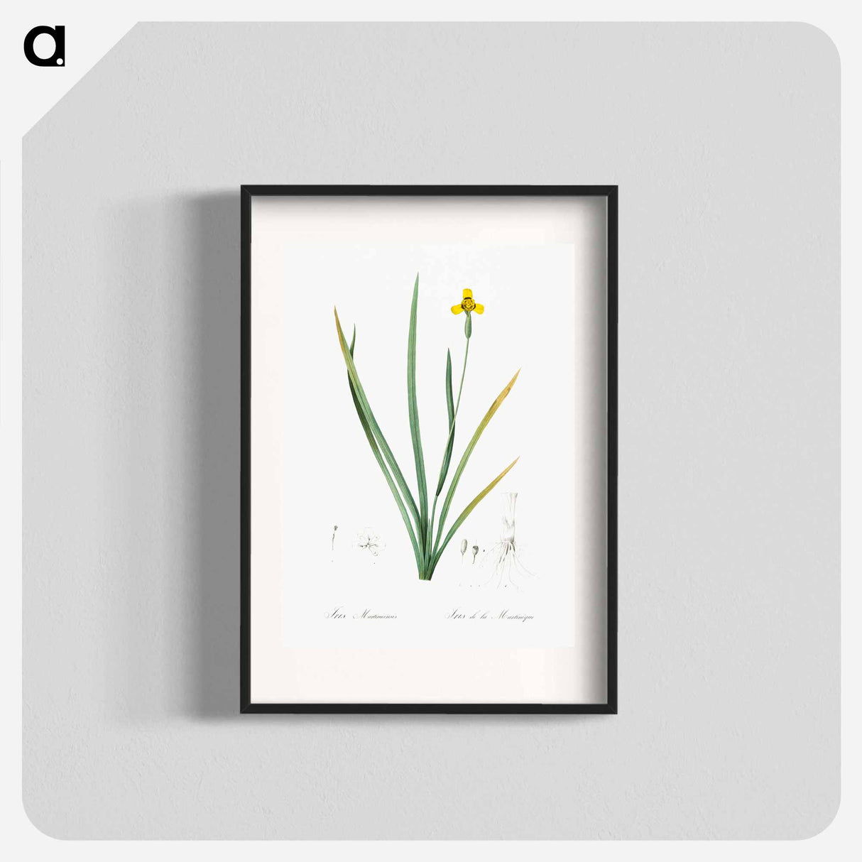 Iris martinicensis - Pierre Joseph Redouté Poster.