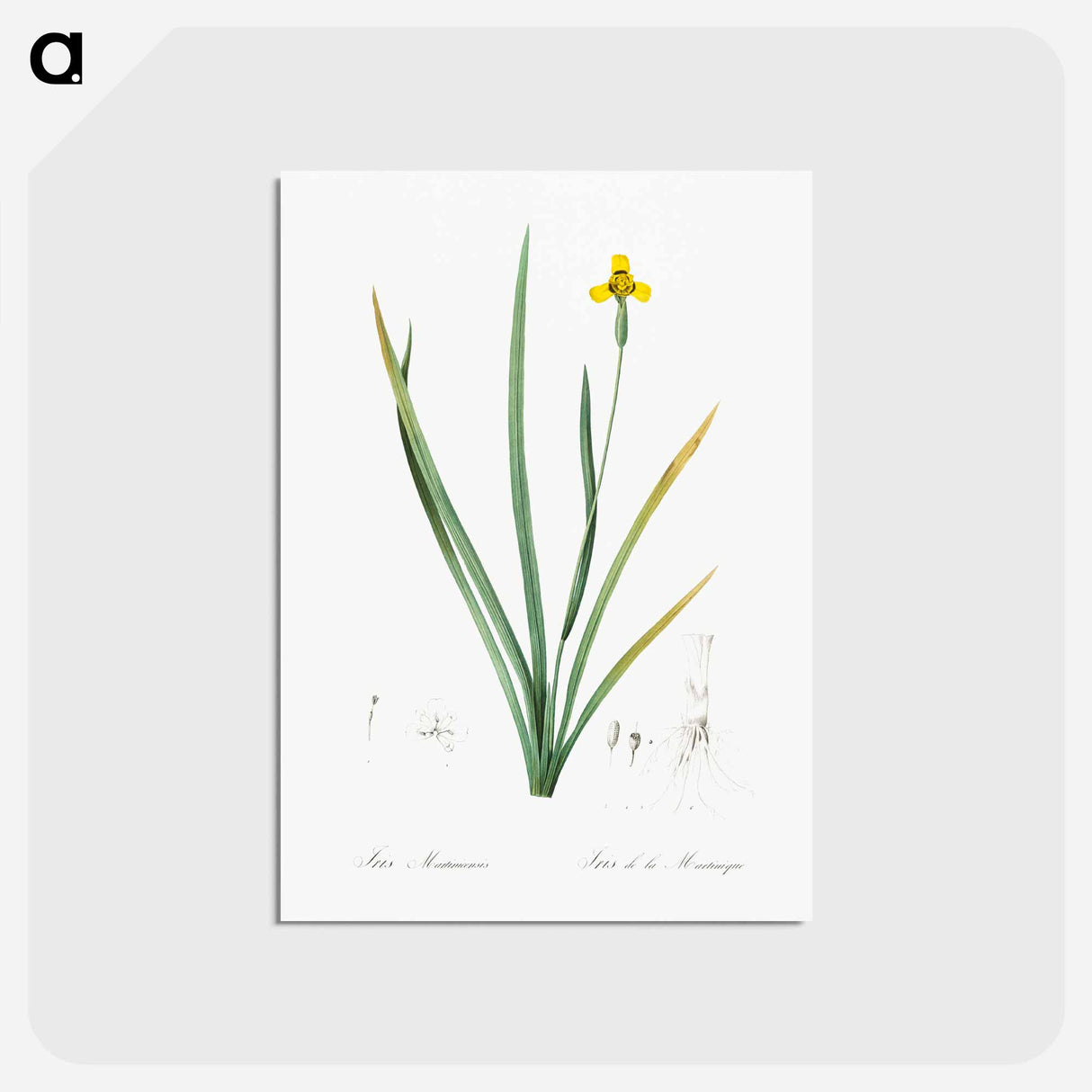 アートポストカード-Iris martinicensis - ピエール ジョゼフ ルドゥーテ Postcard.