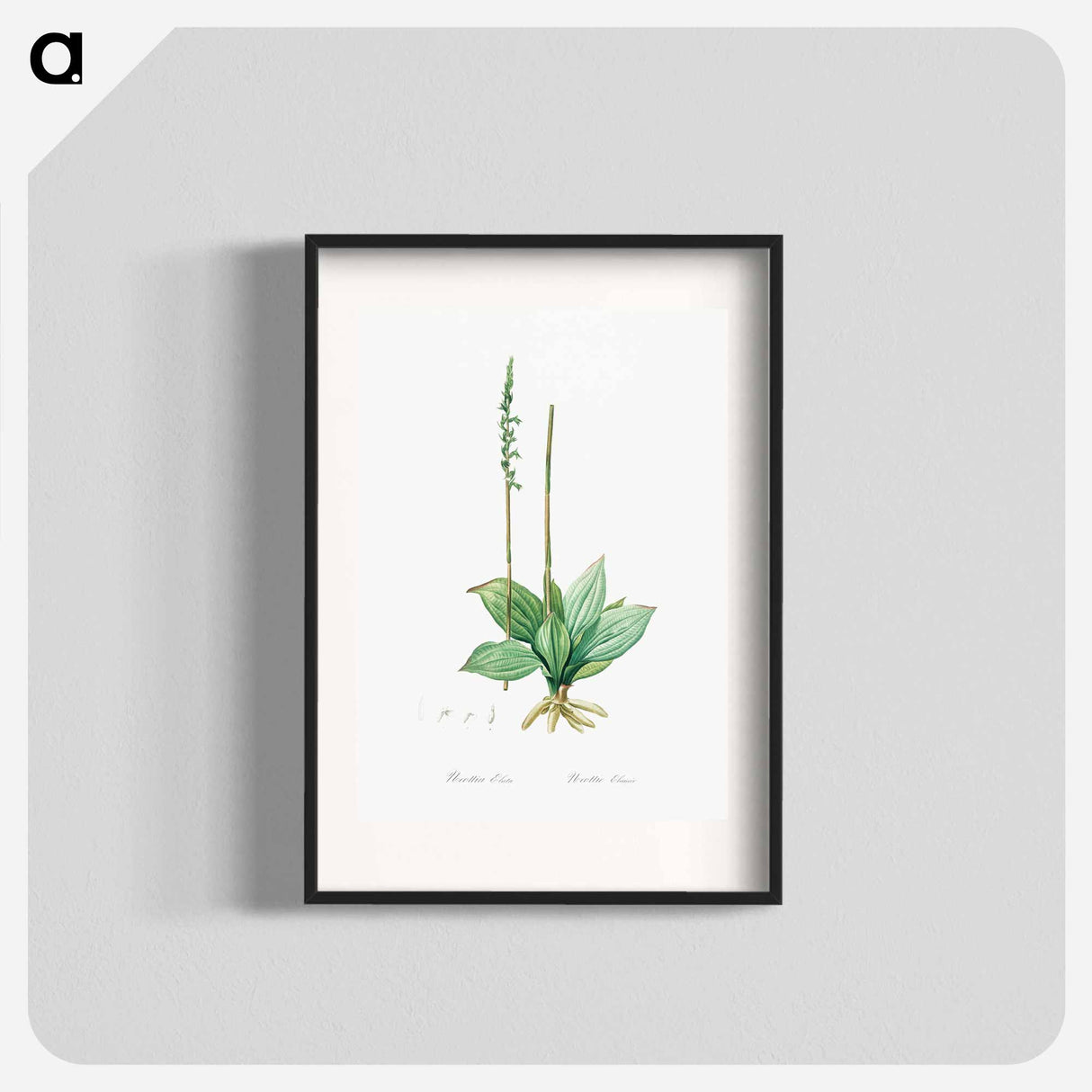 Neottia elata illustration from Les liliacées - Pierre-Joseph Redouté Poster.