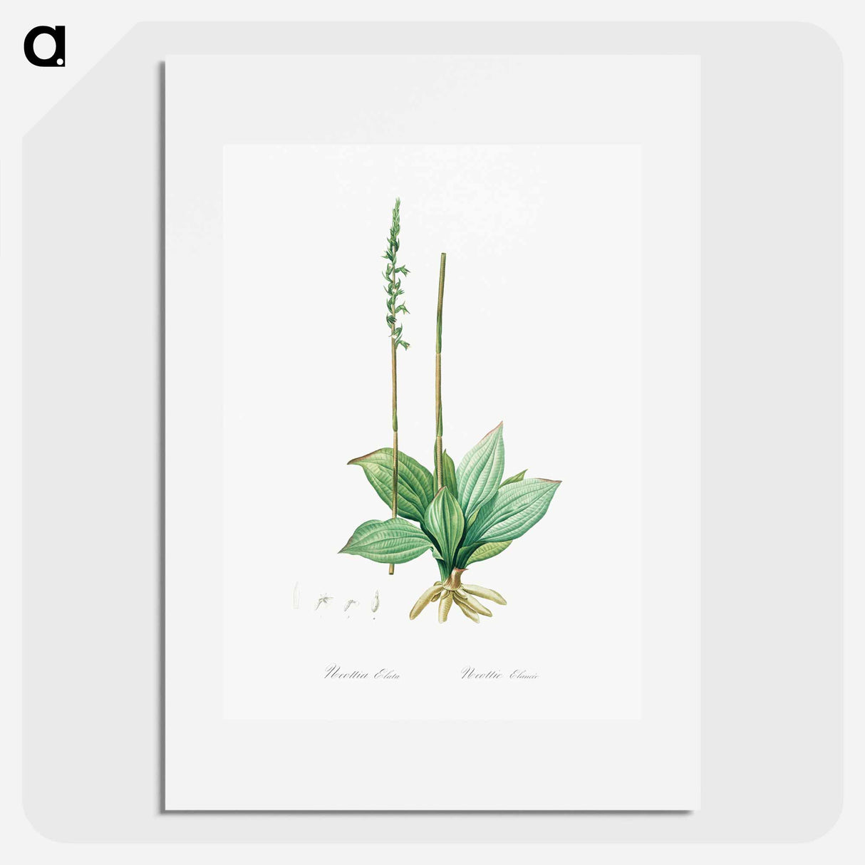 Neottia elata illustration from Les liliacées - Pierre-Joseph Redouté Poster.
