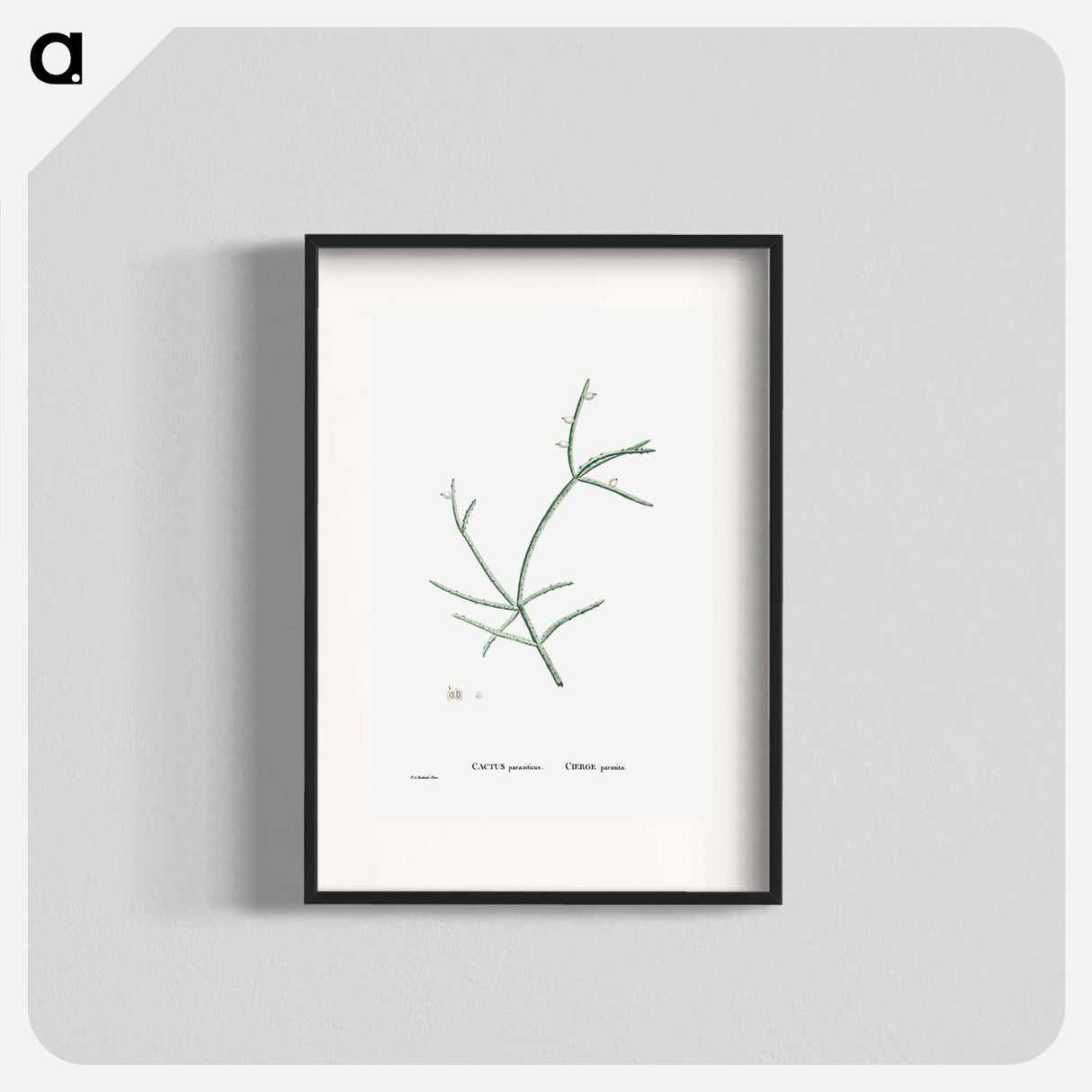 アートポスター-Cactus Parasiticus (Pencil Cactus) - ピエール ジョゼフ ルドゥーテ Poster.