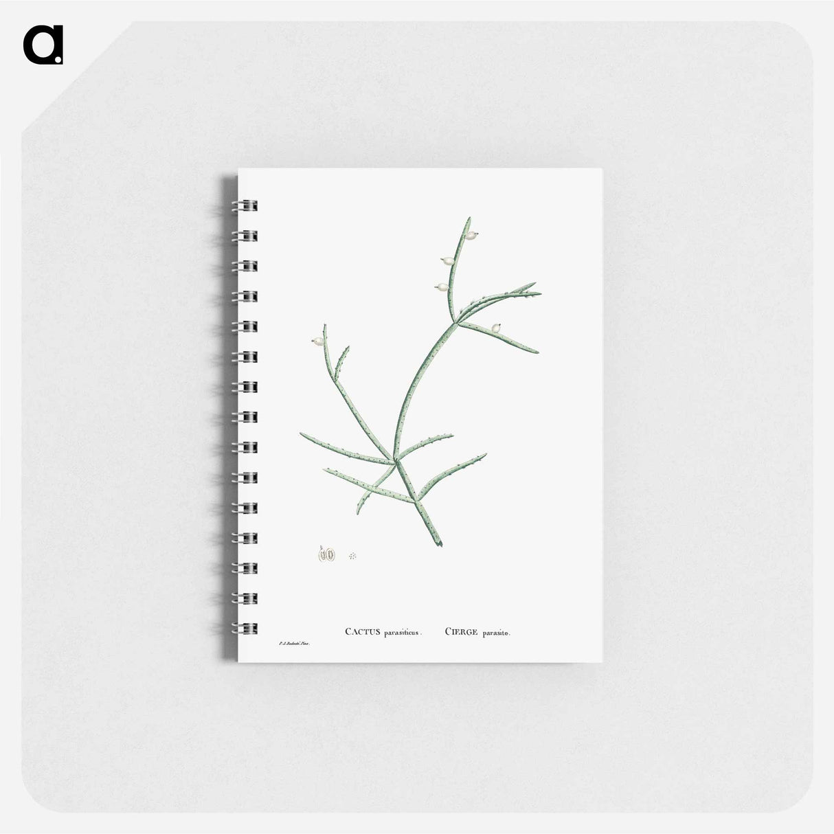 アートメモ帳-Cactus Parasiticus (Pencil Cactus) - ピエール ジョゼフ ルドゥーテ Memo.