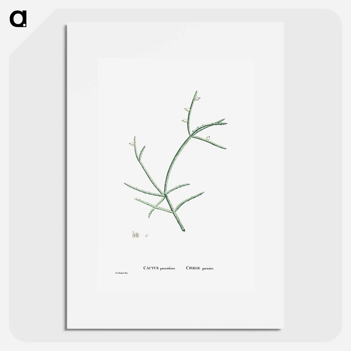 アートポスター-Cactus Parasiticus (Pencil Cactus) - ピエール ジョゼフ ルドゥーテ Poster.