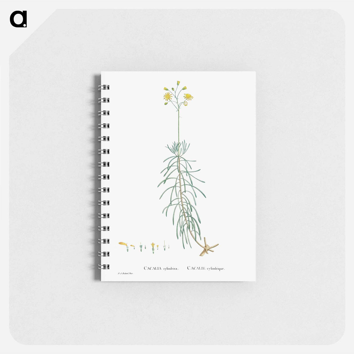 Cacalia Cylindrica - ピエール ジョゼフ ルドゥーテ Memo.