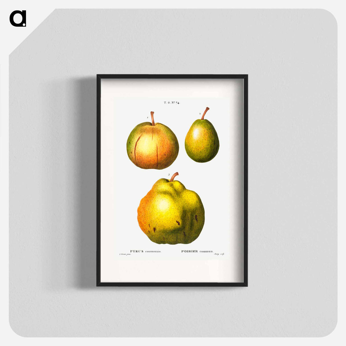Pear, Pyrus communis - Pierre Joseph Redouté Poster.