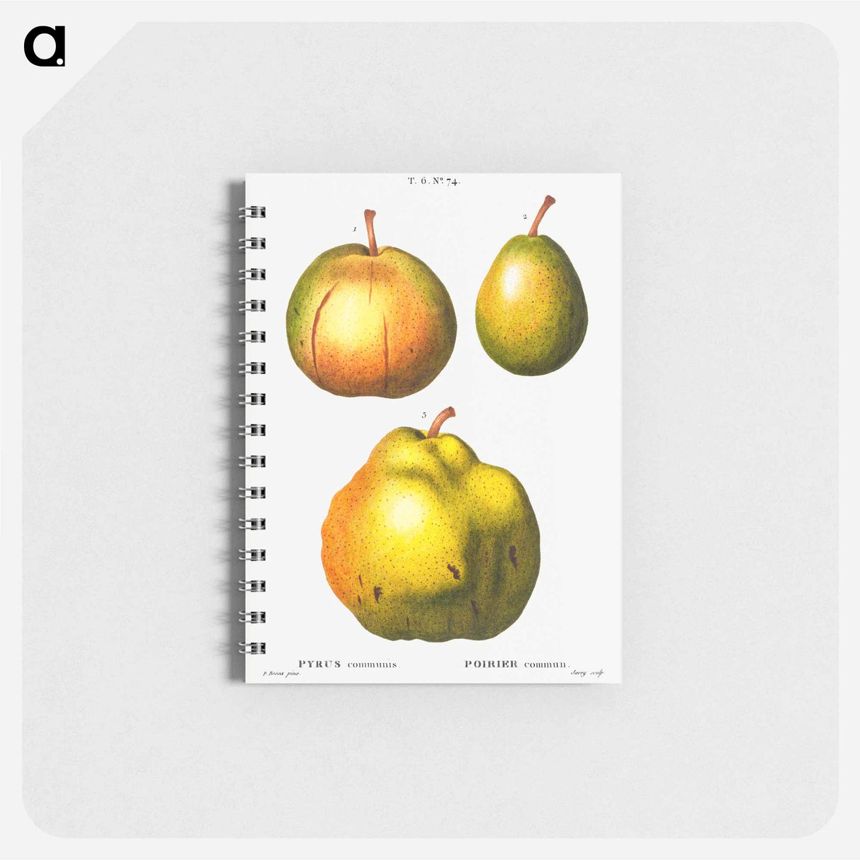 アートメモ帳-Pear, Pyrus communis - ピエール ジョゼフ ルドゥーテ Memo.