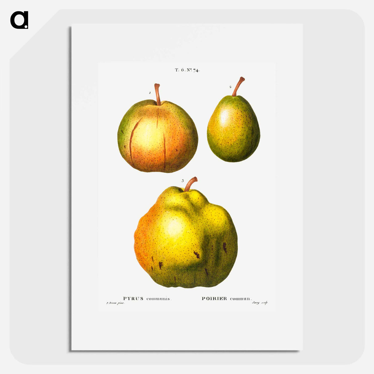Pear, Pyrus communis - Pierre Joseph Redouté Poster.
