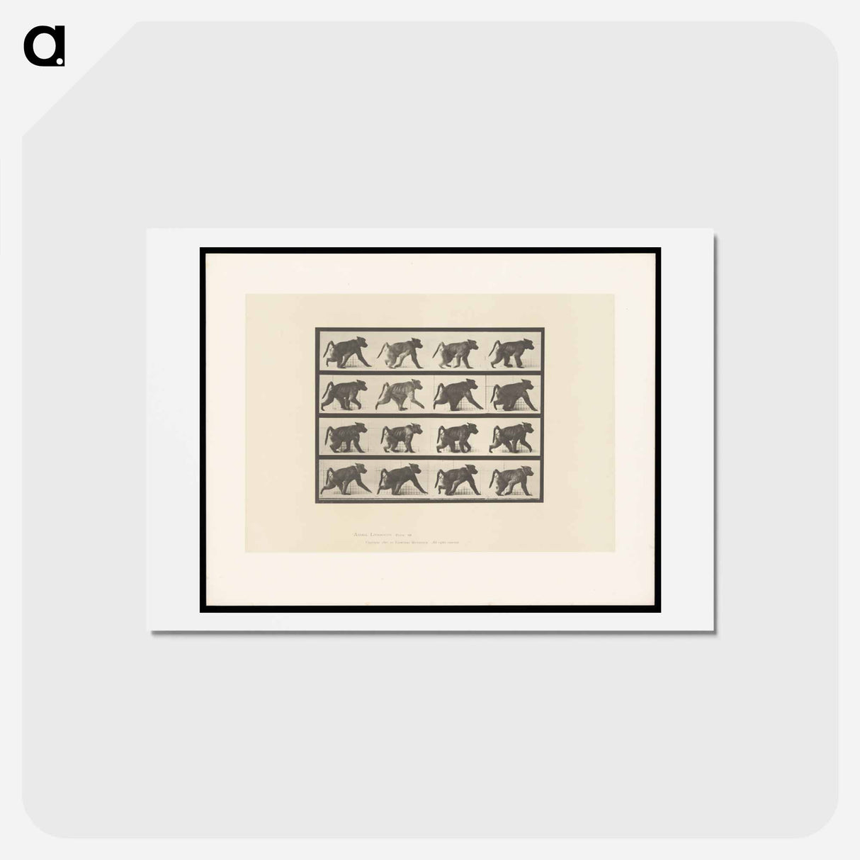 アートポストカード-Walking Monkey
- エドワード マイブリッジ Postcard.