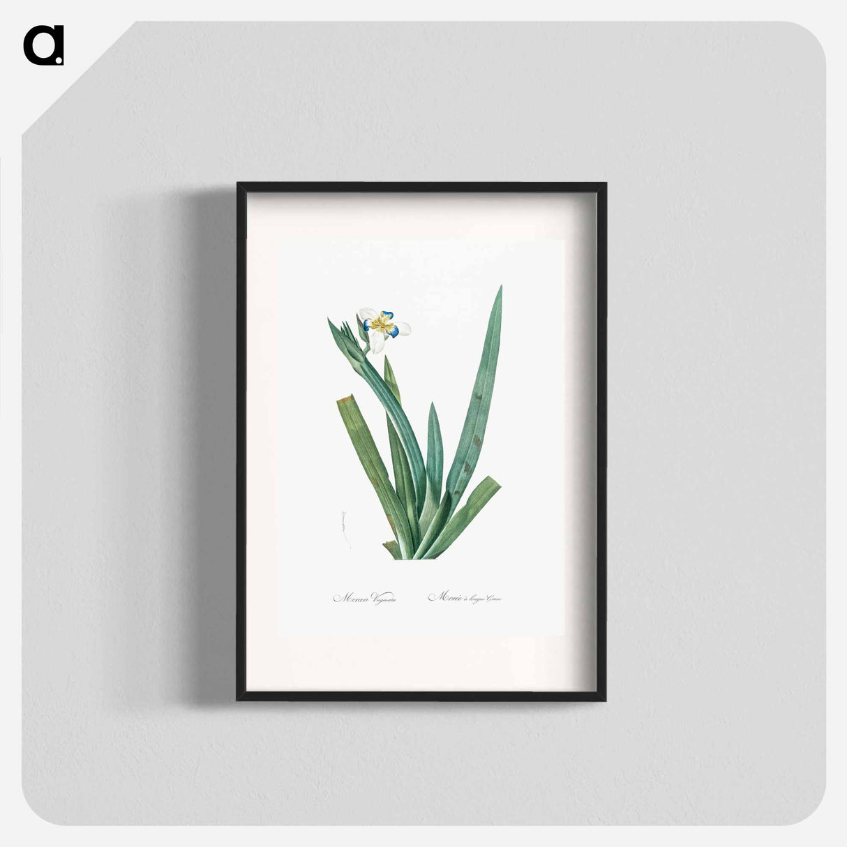 Moraea vaginata illustration - Pierre Joseph Redouté Poster.