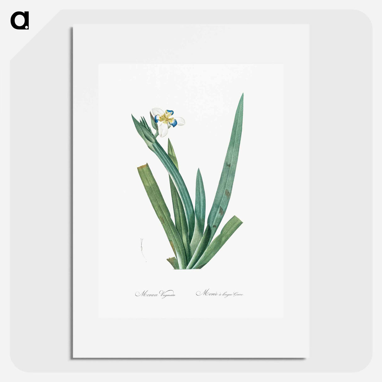 Moraea vaginata illustration - Pierre Joseph Redouté Poster.