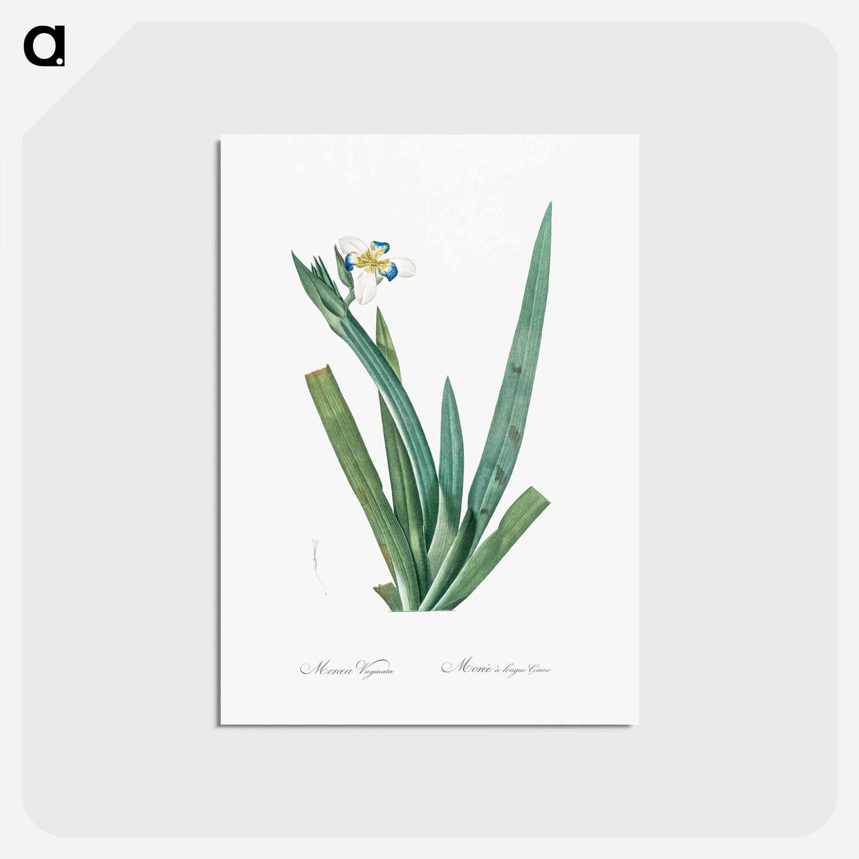 アートポストカード-Moraea vaginata illustration - ピエール ジョゼフ ルドゥーテ Postcard.