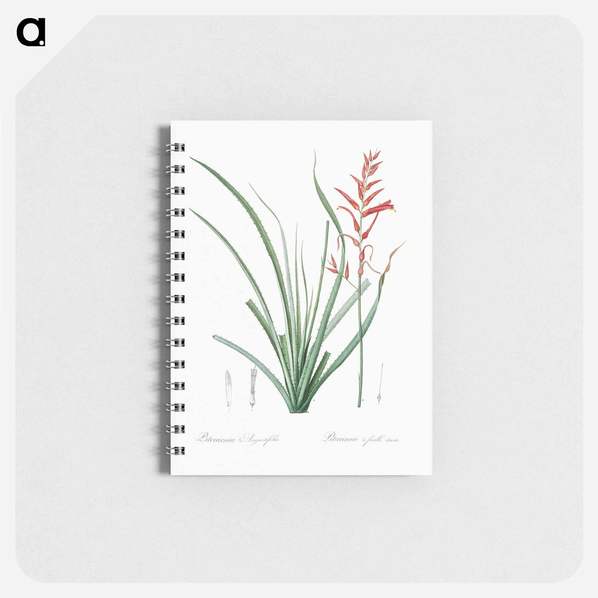 Pitcairnia angustifolia illustration - ピエール ジョゼフ ルドゥーテ Memo.