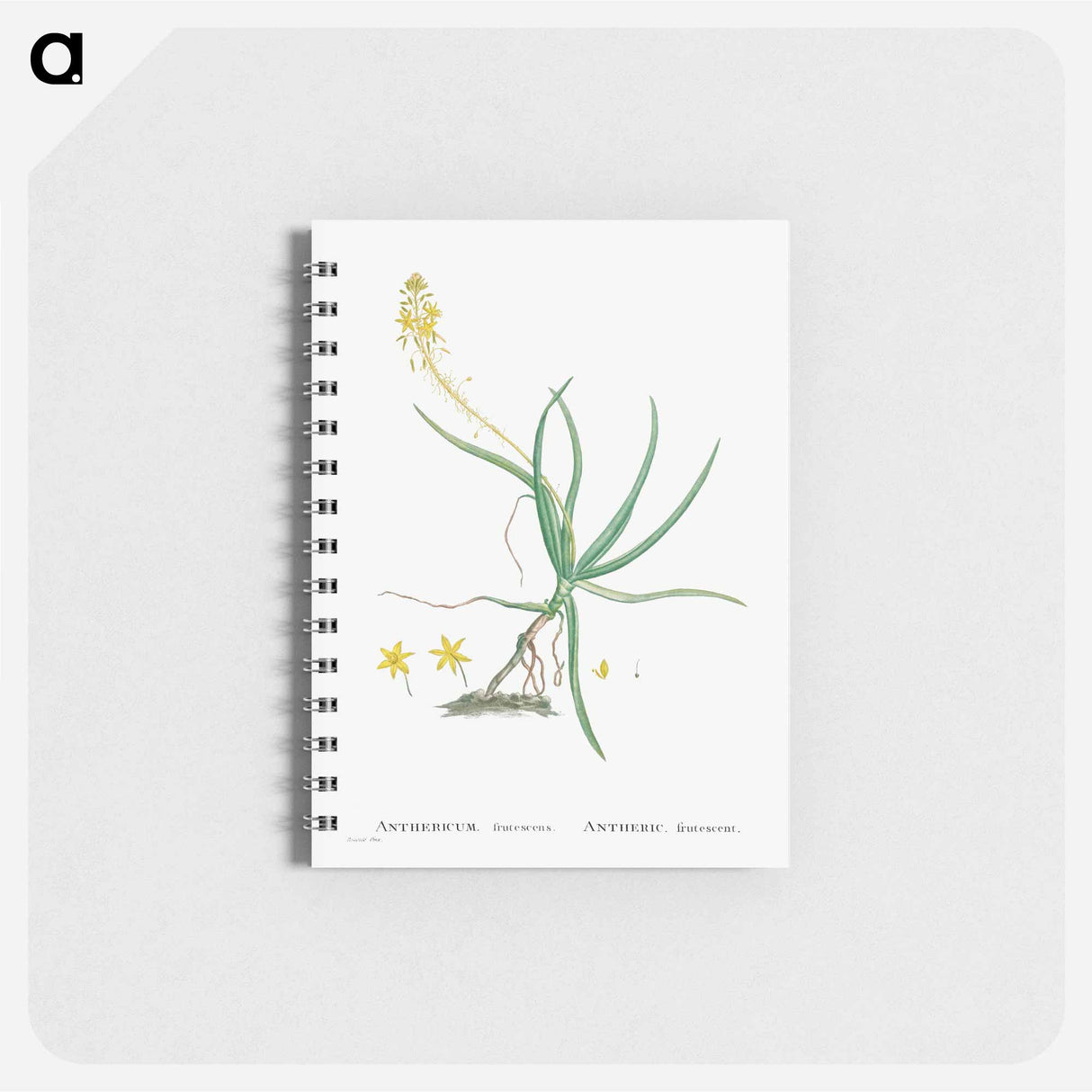アートメモ帳-Anthericum Frutescens (Bulbine Frutescens) - ピエール ジョゼフ ルドゥーテ Memo.