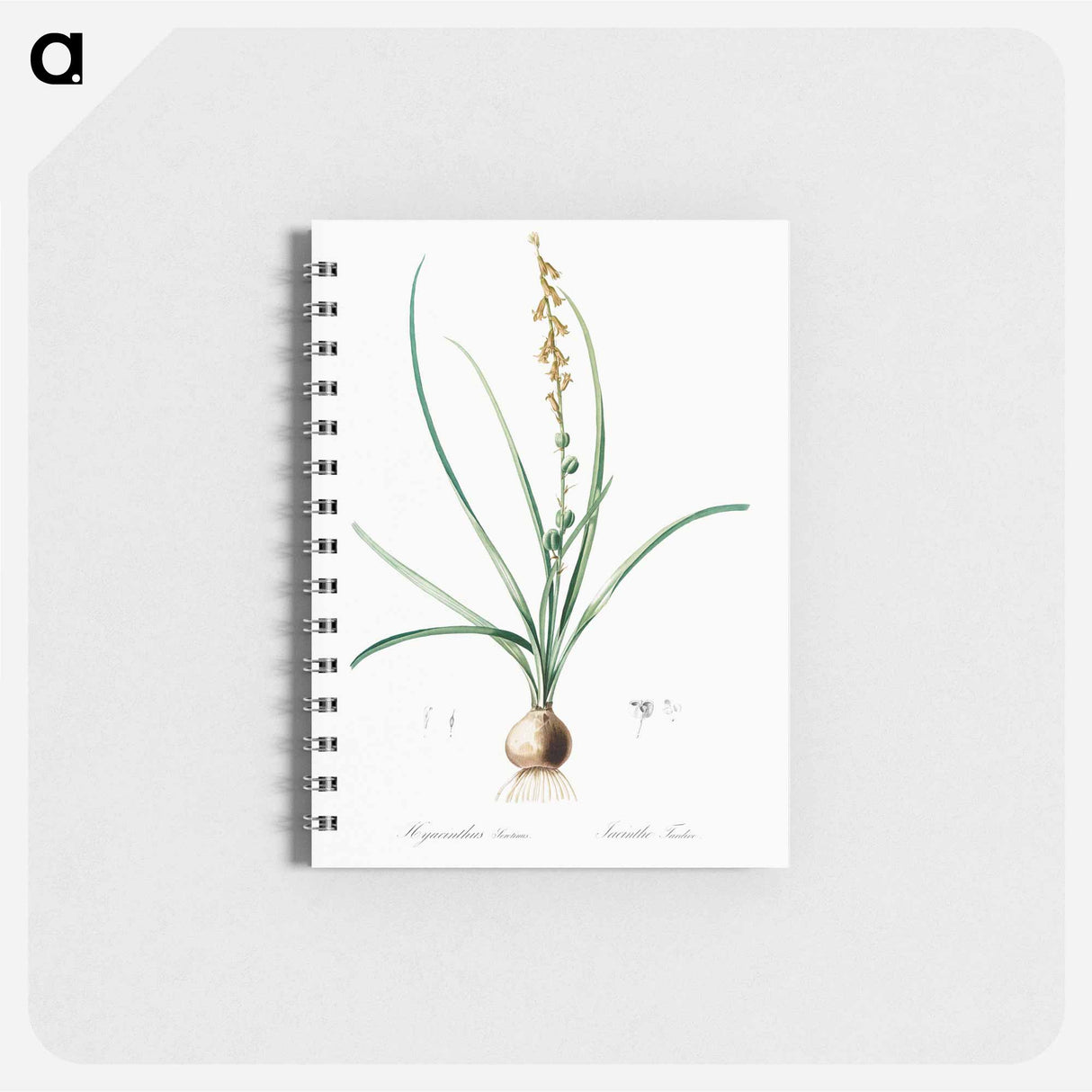 Hyacinthus serotinus - ピエール ジョゼフ ルドゥーテ Memo.