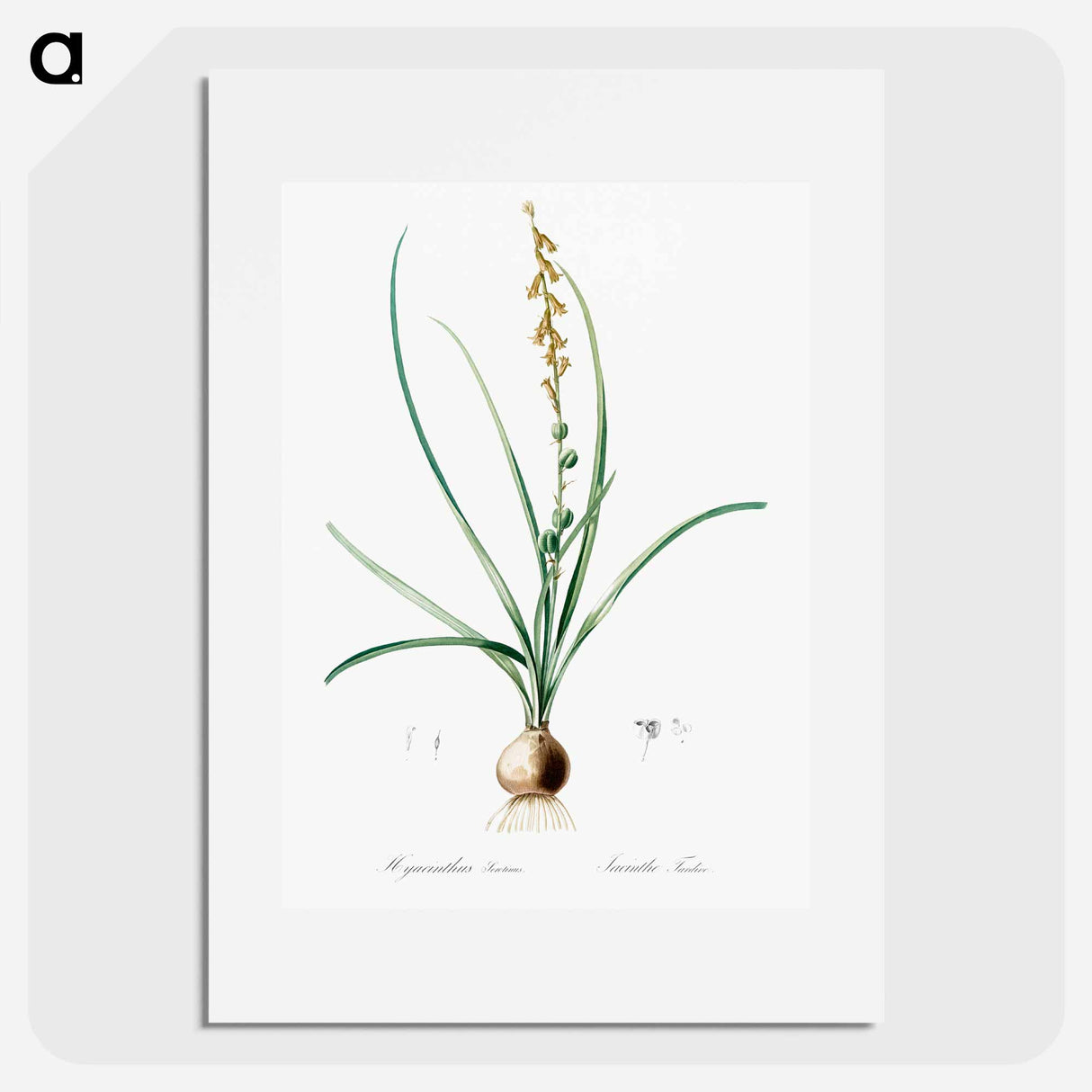 Hyacinthus serotinus - Pierre Joseph Redouté Poster.