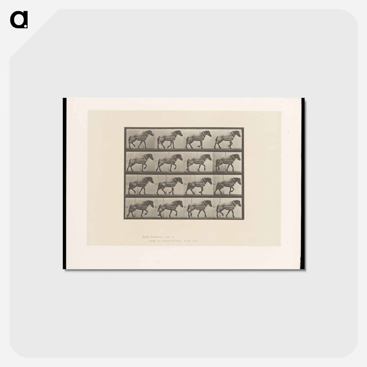 アートポストカード-Horse in Motion
- エドワード マイブリッジ Postcard.