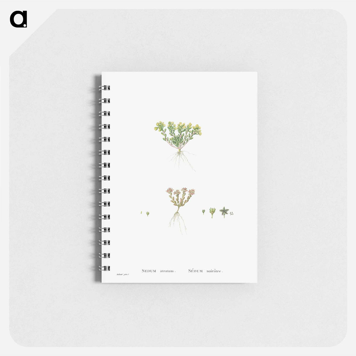 Sedum Atratum - ピエール ジョゼフ ルドゥーテ Memo.
