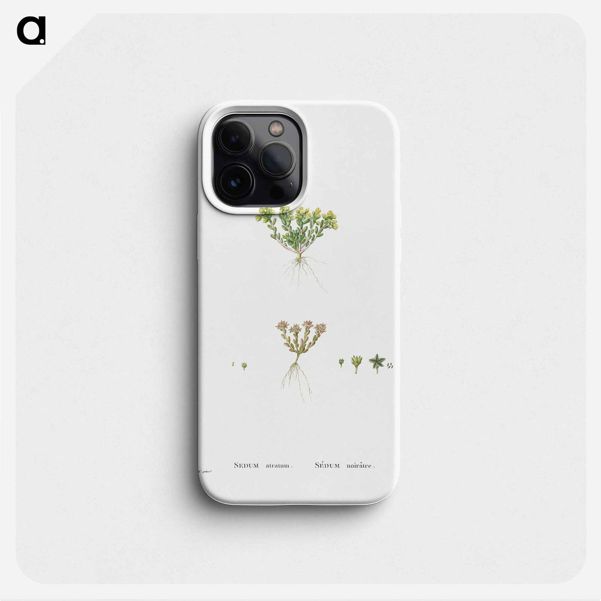 Sedum Atratum - ピエール ジョゼフ ルドゥーテ Phone Case.