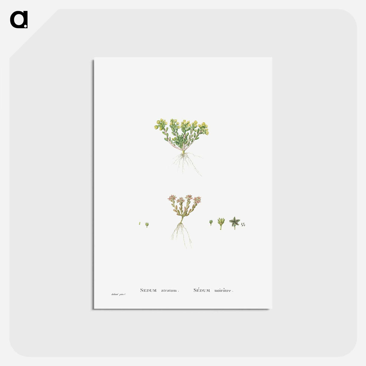 アートポストカード-Sedum Atratum - ピエール ジョゼフ ルドゥーテ Postcard.