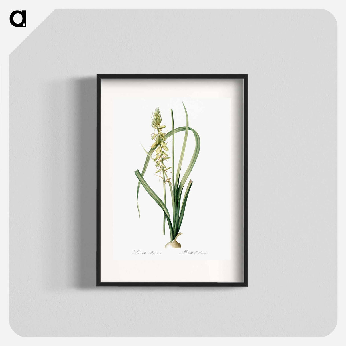 Koyosa - Pierre Joseph Redouté Poster.