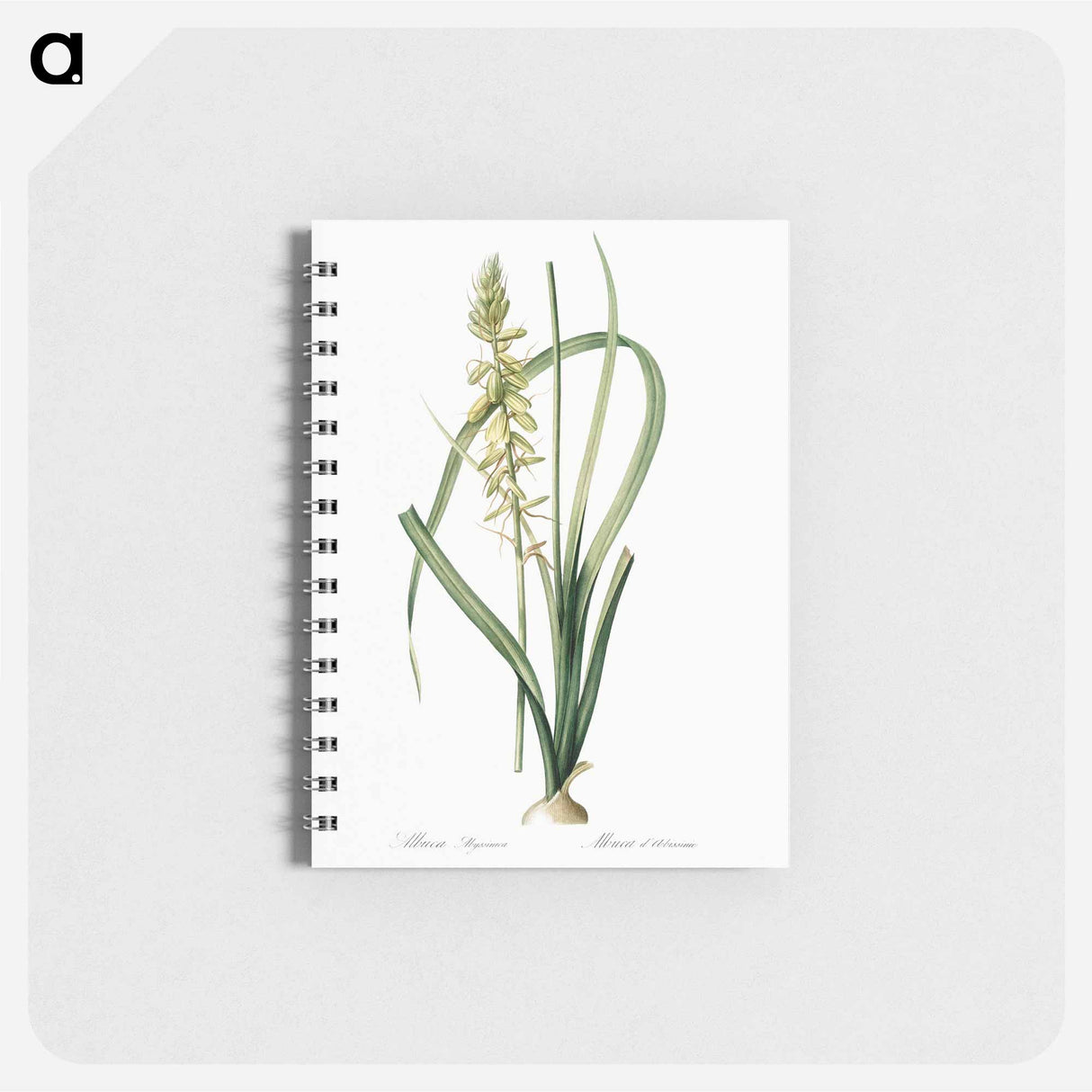 Koyosa - ピエール ジョゼフ ルドゥーテ Memo.