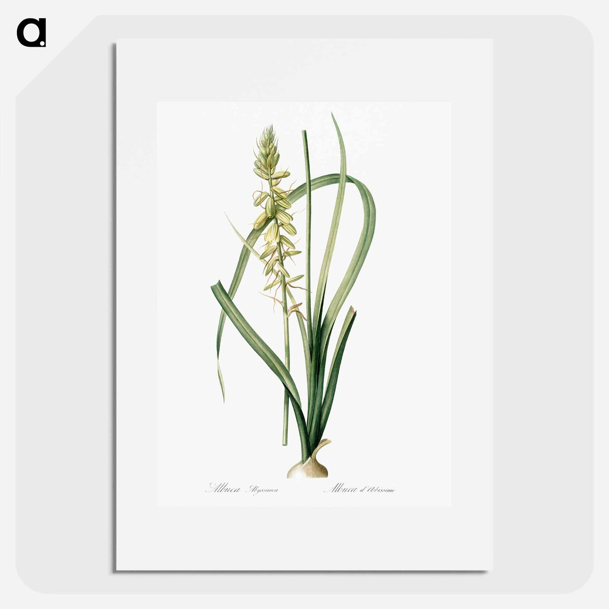 Koyosa - Pierre Joseph Redouté Poster.