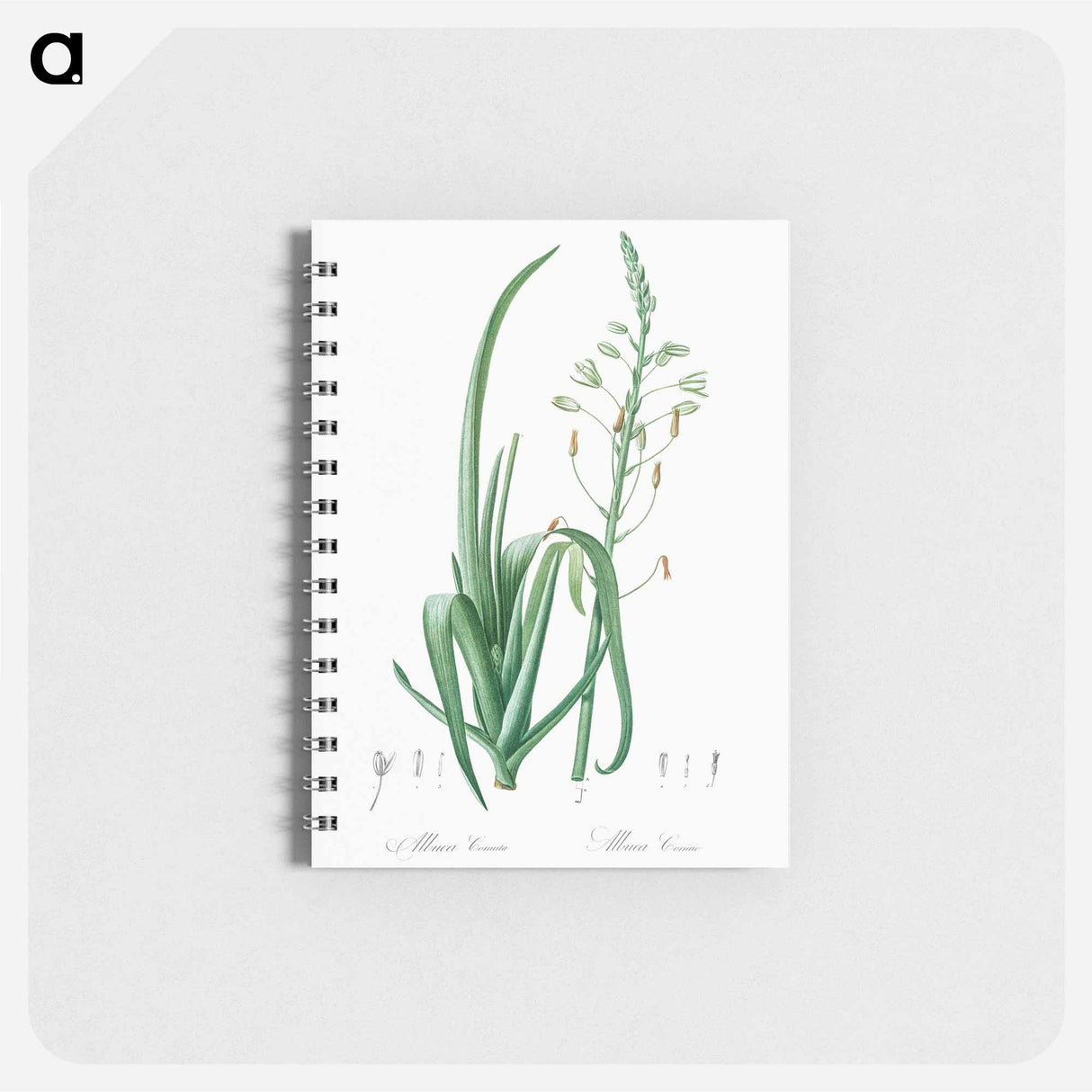 アートメモ帳-Albuca cornuta illustration - ピエール ジョゼフ ルドゥーテ Memo.