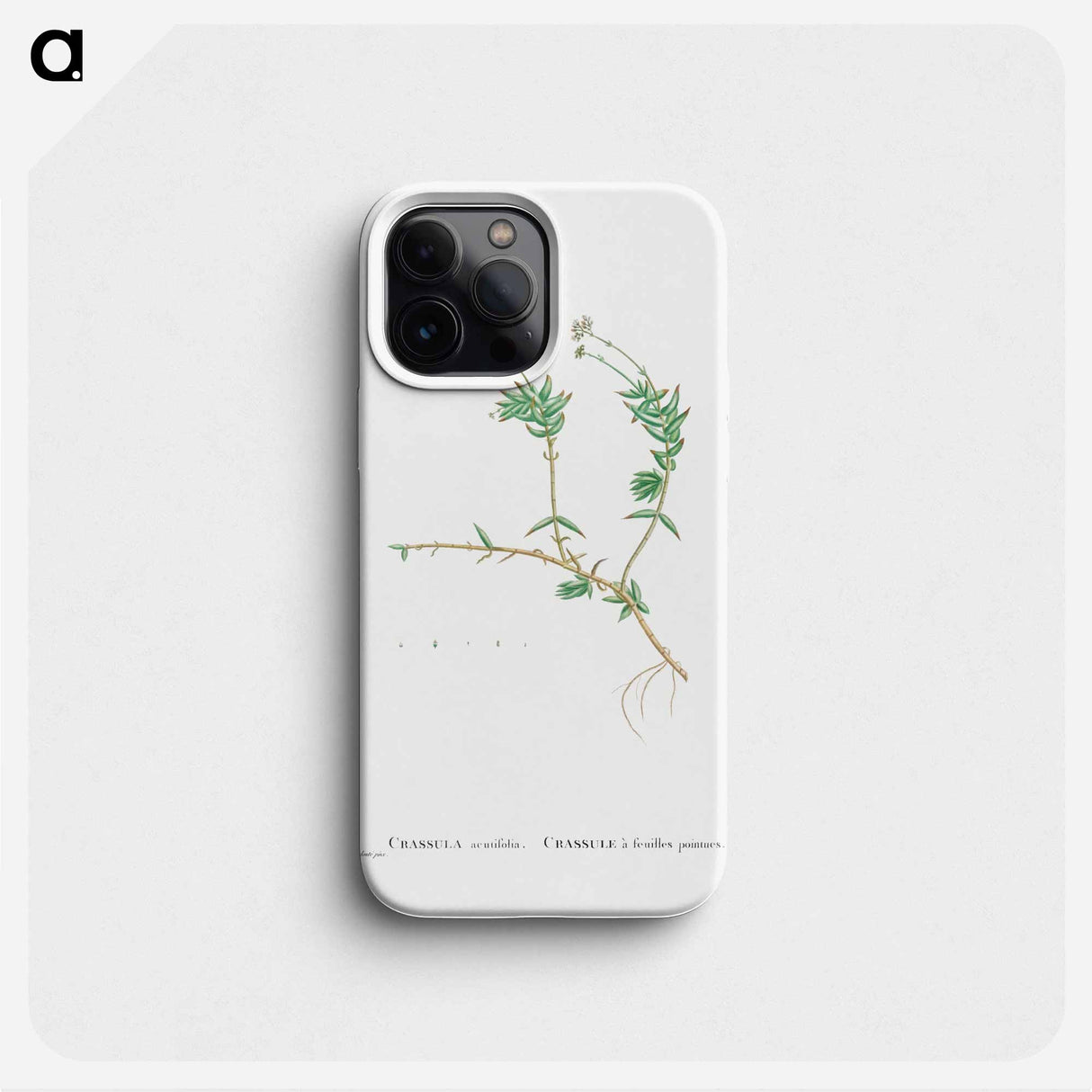 Crassula Acutifolia - ピエール ジョゼフ ルドゥーテ Phone Case.
