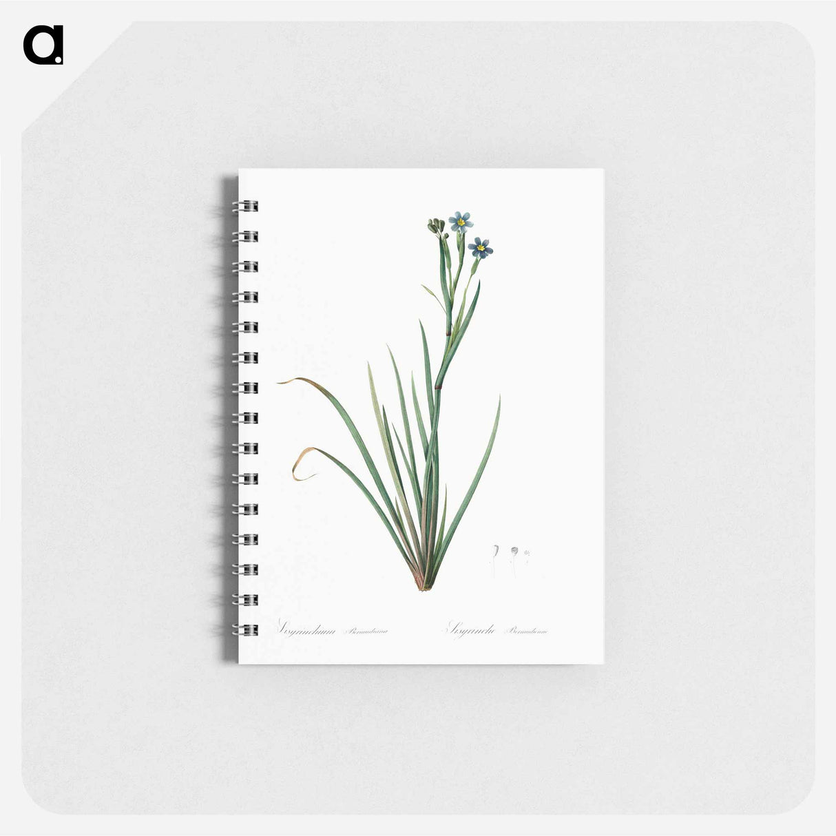 Bermudiana - ピエール ジョゼフ ルドゥーテ Memo.