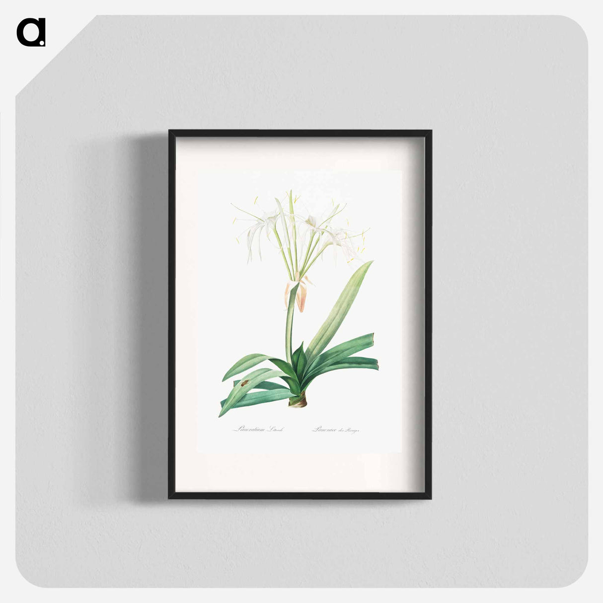 Pancratium littorale illustration - Pierre Joseph Redouté Poster.