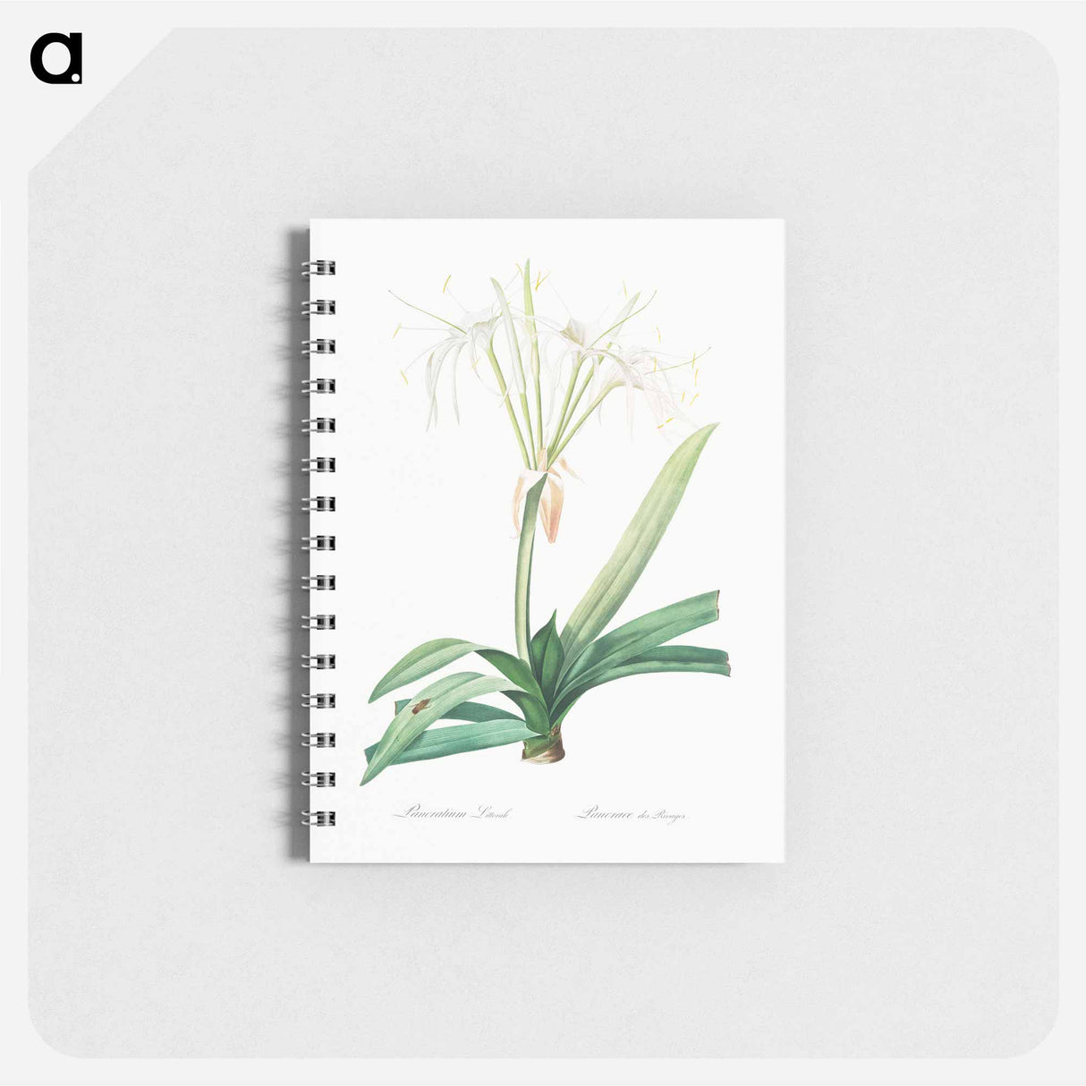 アートメモ帳-Pancratium littorale illustration - ピエール ジョゼフ ルドゥーテ Memo.