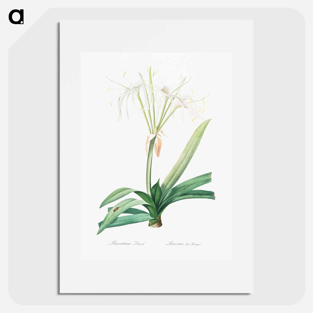 Pancratium littorale illustration - Pierre Joseph Redouté Poster.