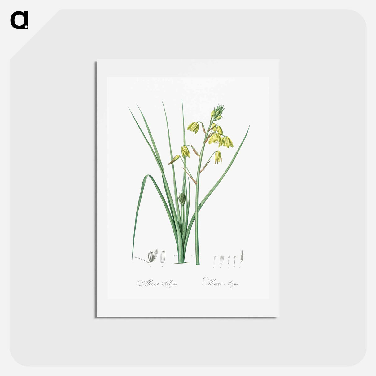 アートポストカード-Slime Lily - ピエール ジョゼフ ルドゥーテ Postcard.