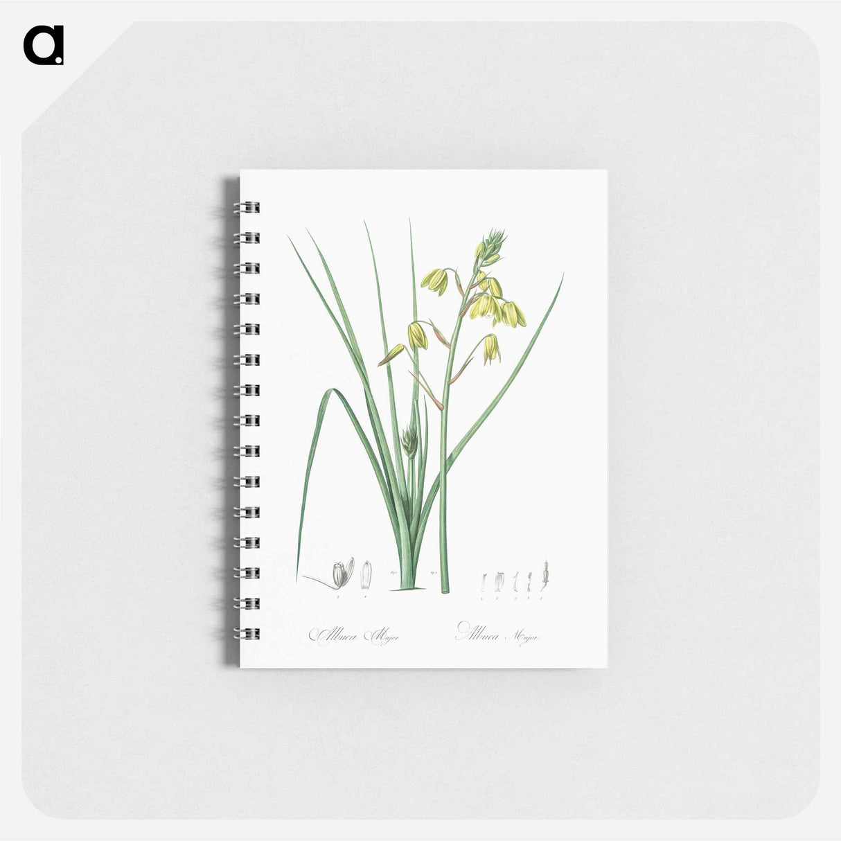 Slime Lily - ピエール ジョゼフ ルドゥーテ Memo.