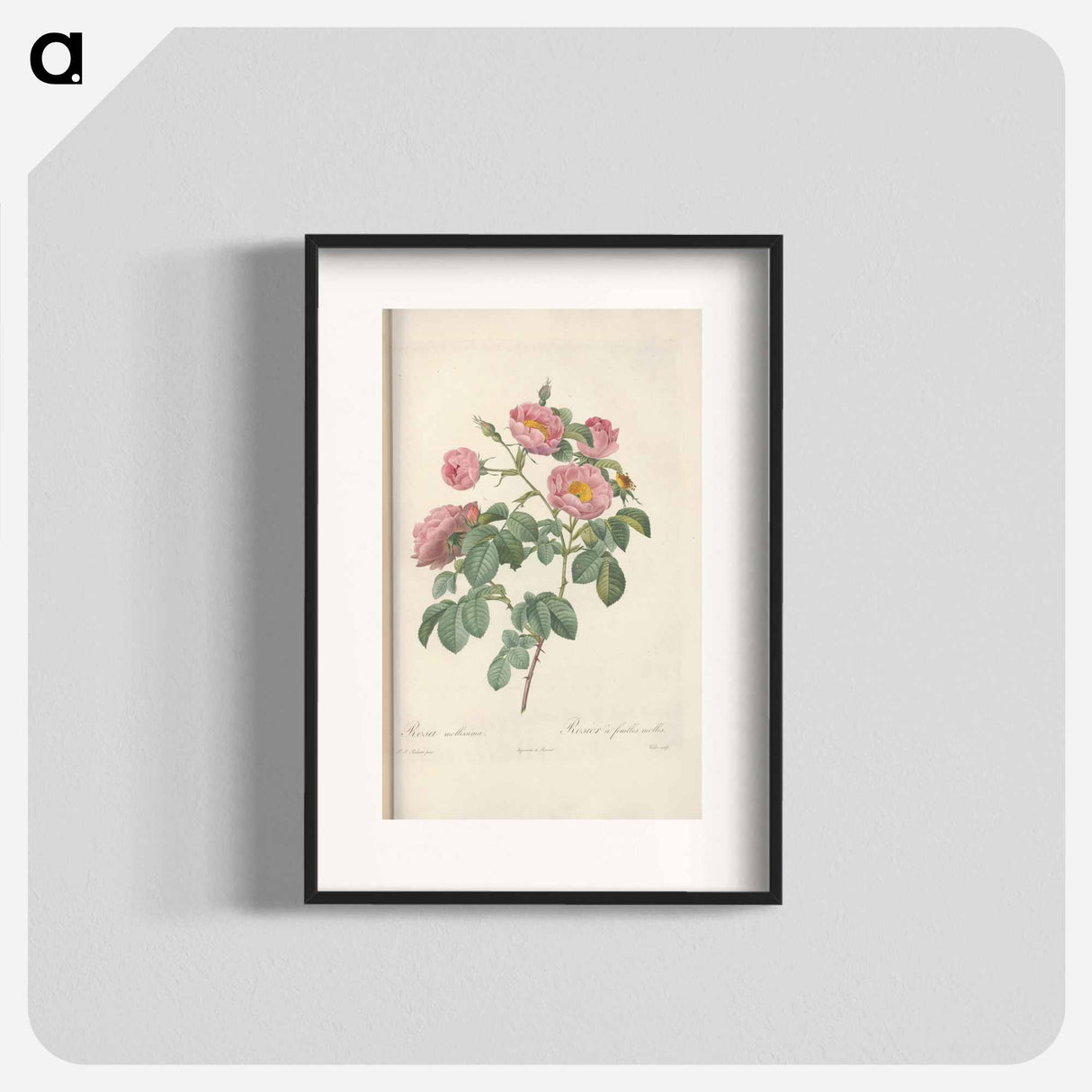 Rose illustration - Pierre Joseph Redouté Poster.
