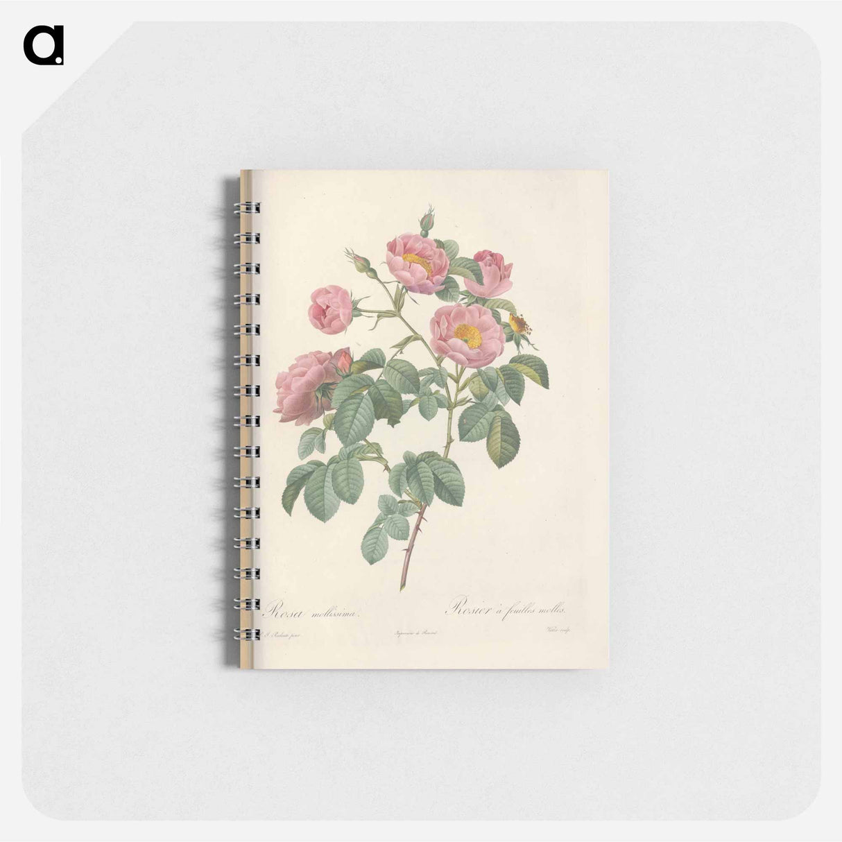 Rose illustration - ピエール ジョゼフ ルドゥーテ Memo.
