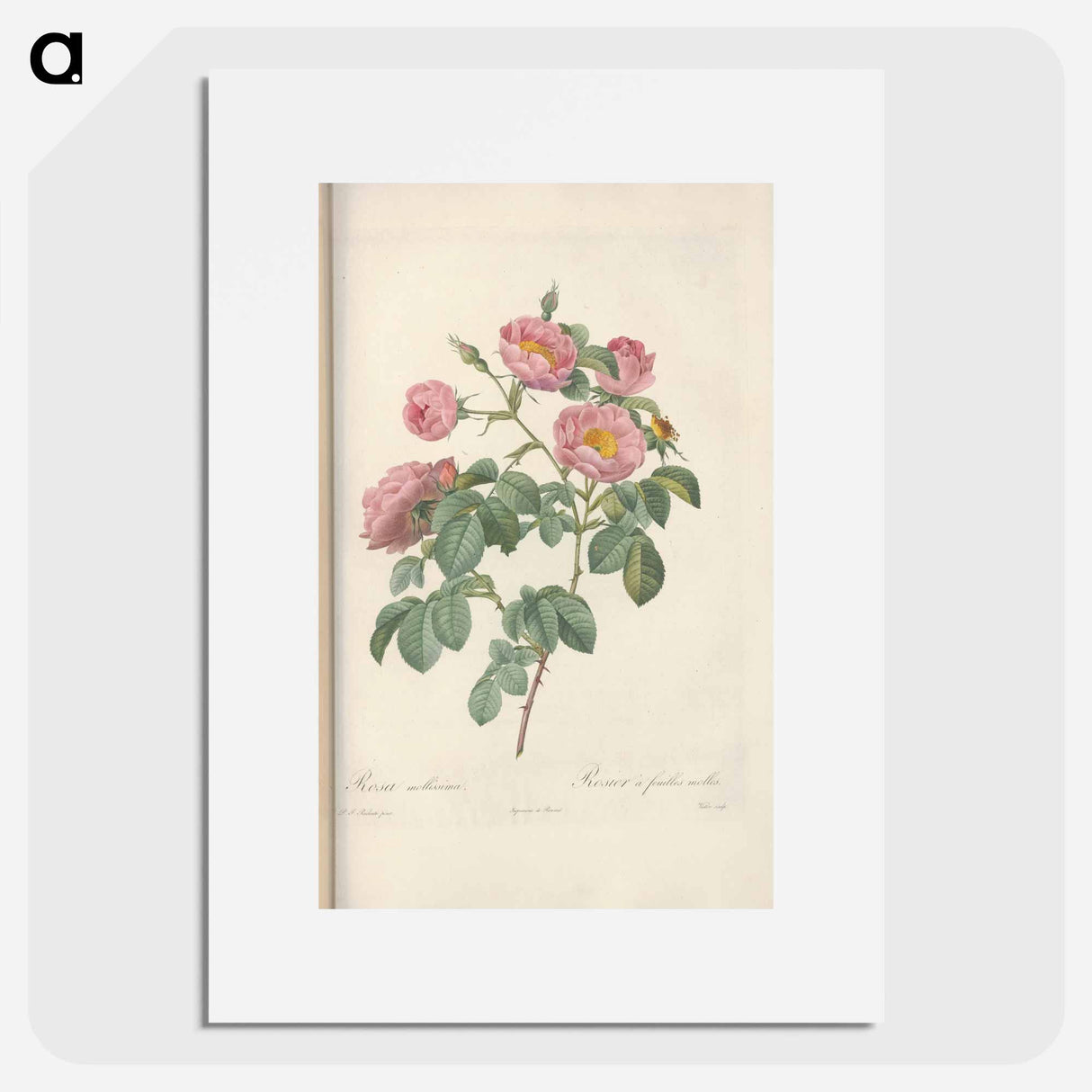 Rose illustration - Pierre Joseph Redouté Poster.