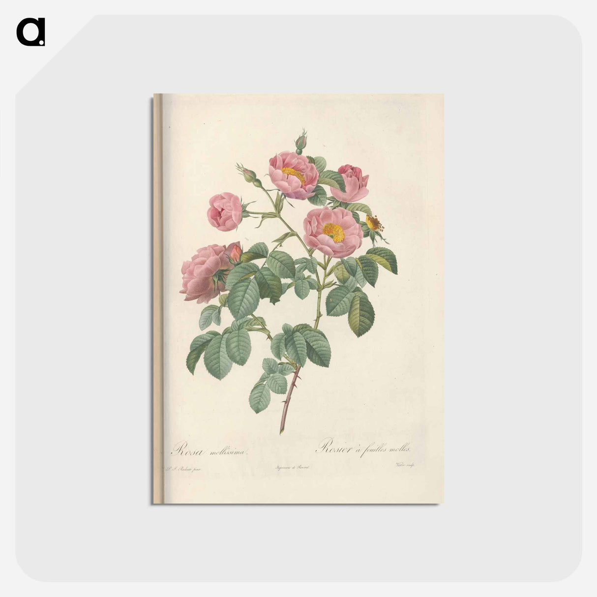 アートポストカード-Rose illustration - ピエール ジョゼフ ルドゥーテ Postcard.