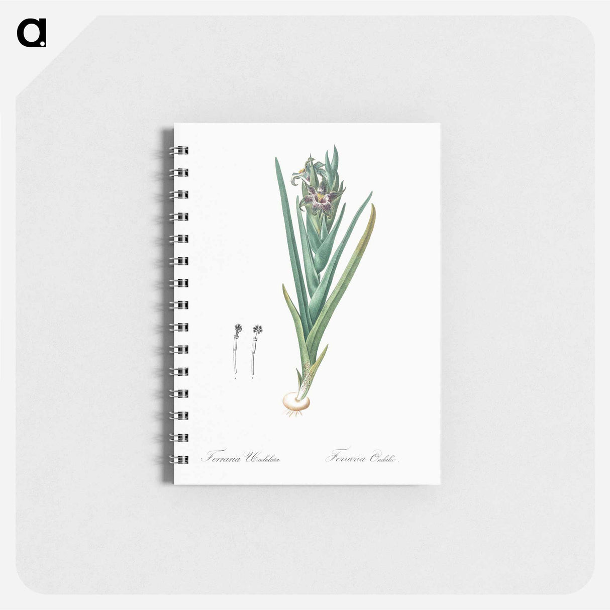 Ferraria - ピエール ジョゼフ ルドゥーテ Memo.