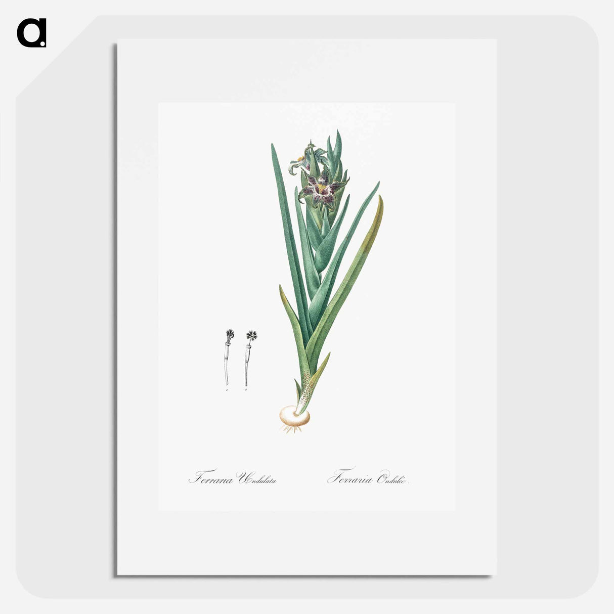 Ferraria - Pierre Joseph Redouté Poster.