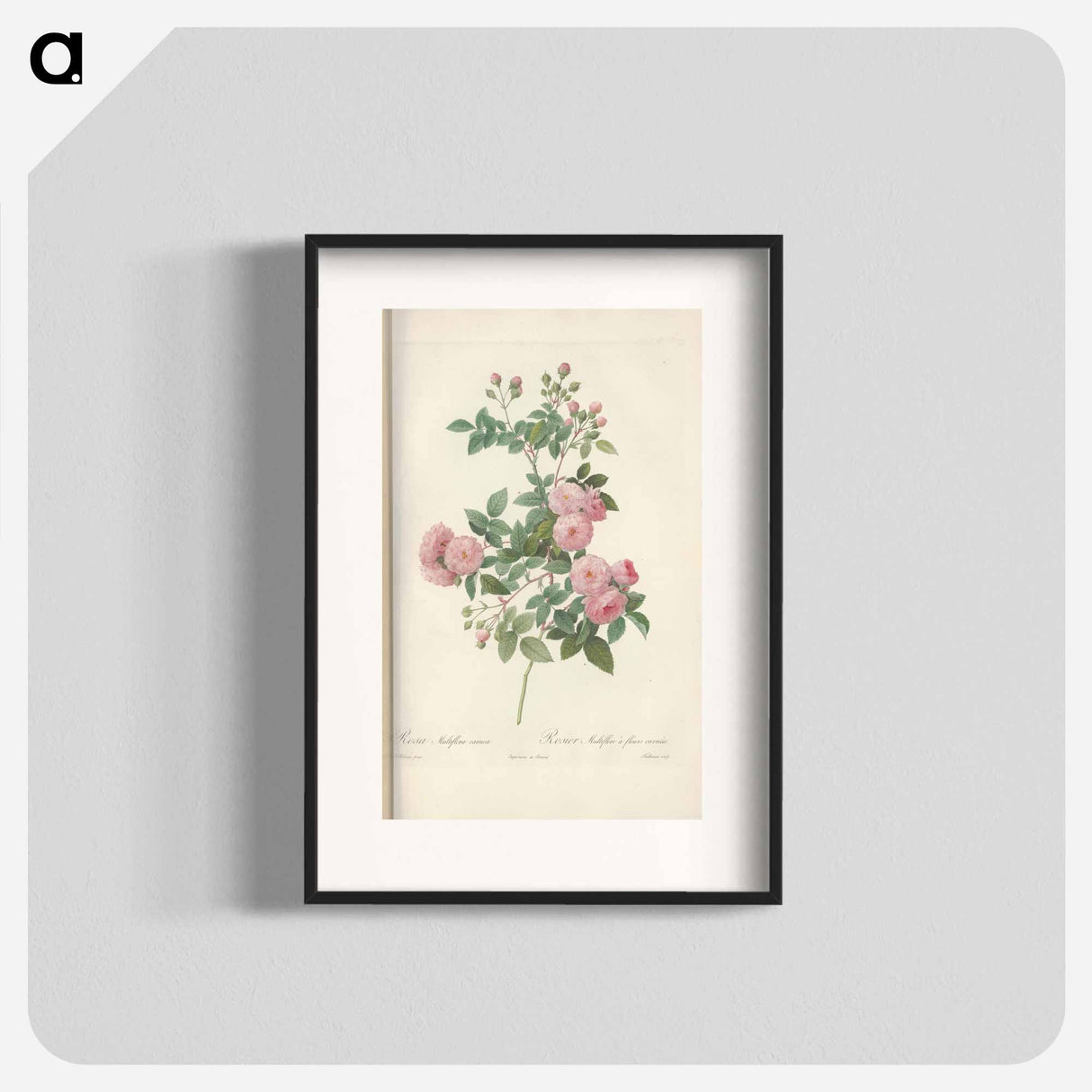 Rose illustration - Pierre Joseph Redouté Poster.