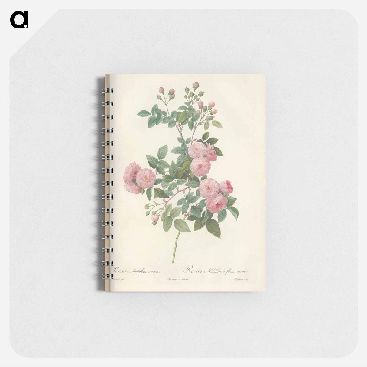 Rose illustration - ピエール ジョゼフ ルドゥーテ Memo.