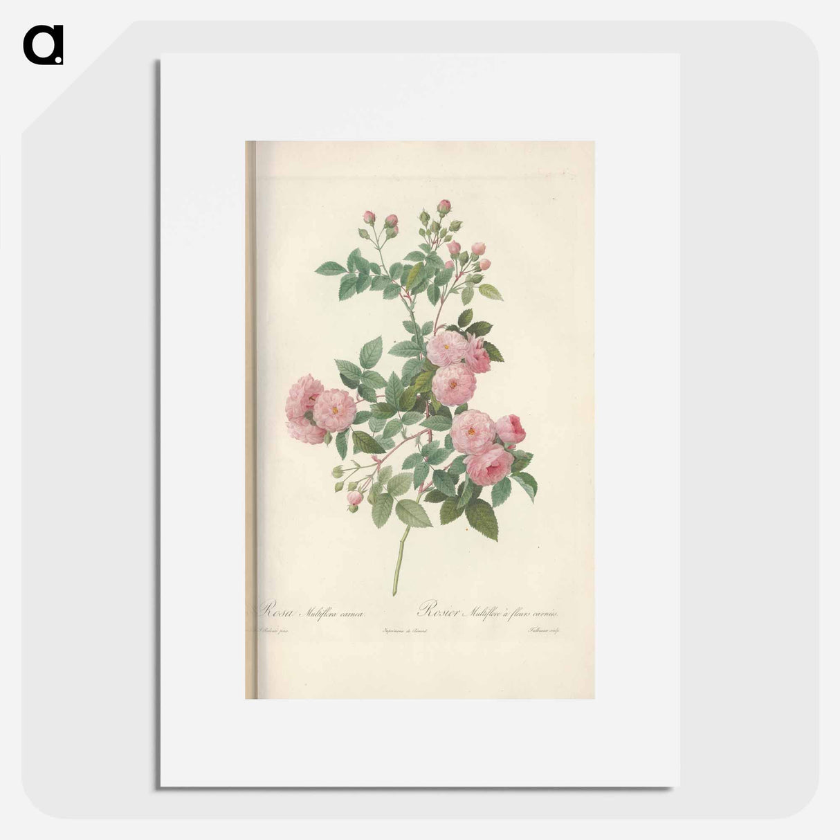 Rose illustration - Pierre Joseph Redouté Poster.