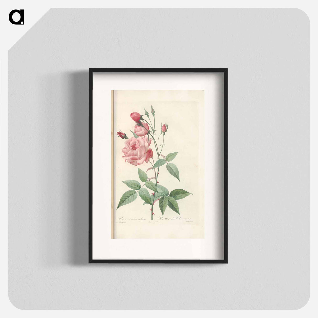 Rose illustration - Pierre Joseph Redouté Poster.