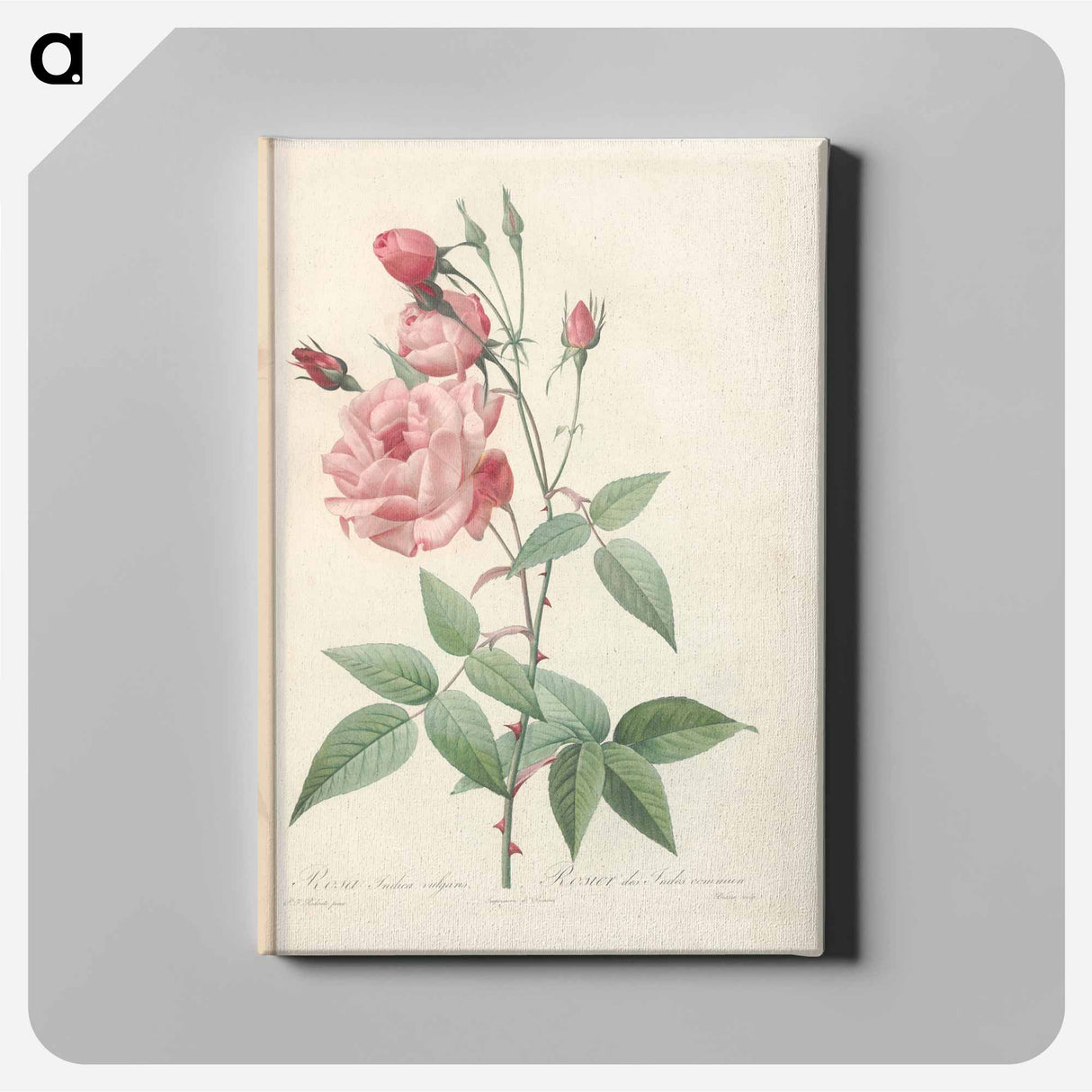 アートパネル-Rose illustration - ピエール ジョゼフ ルドゥーテ Canvas.