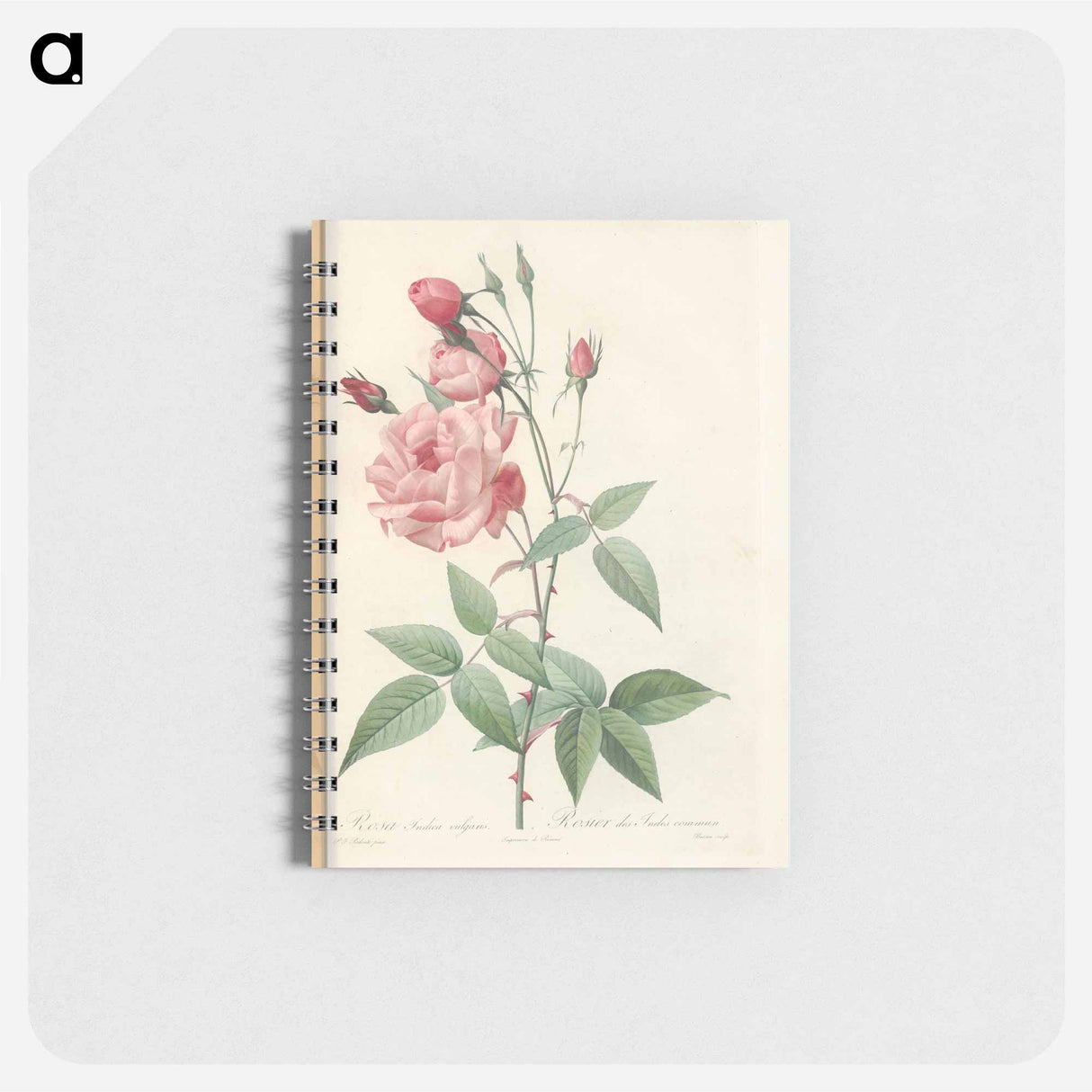 Rose illustration - ピエール ジョゼフ ルドゥーテ Memo.