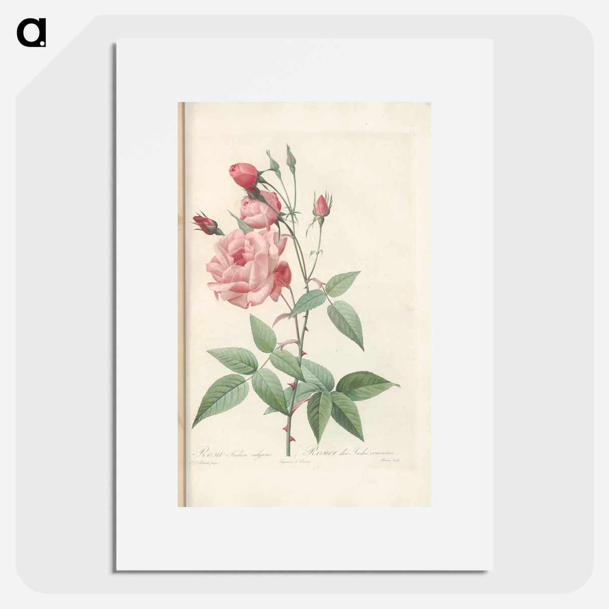Rose illustration - Pierre Joseph Redouté Poster.