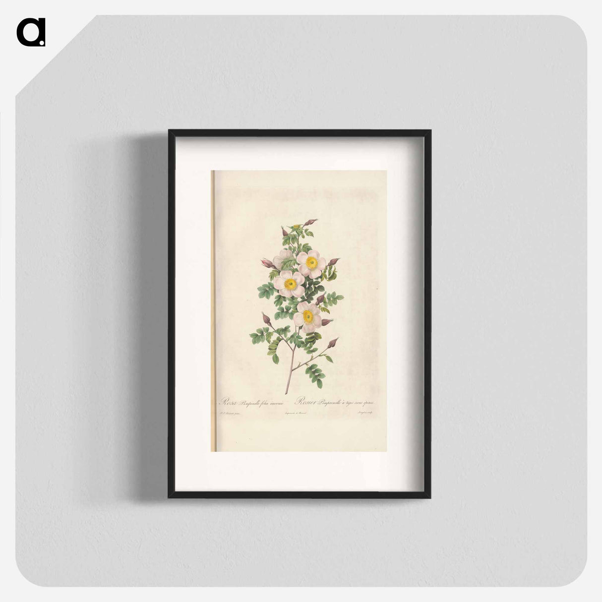 Rose illustration - Pierre Joseph Redouté Poster.