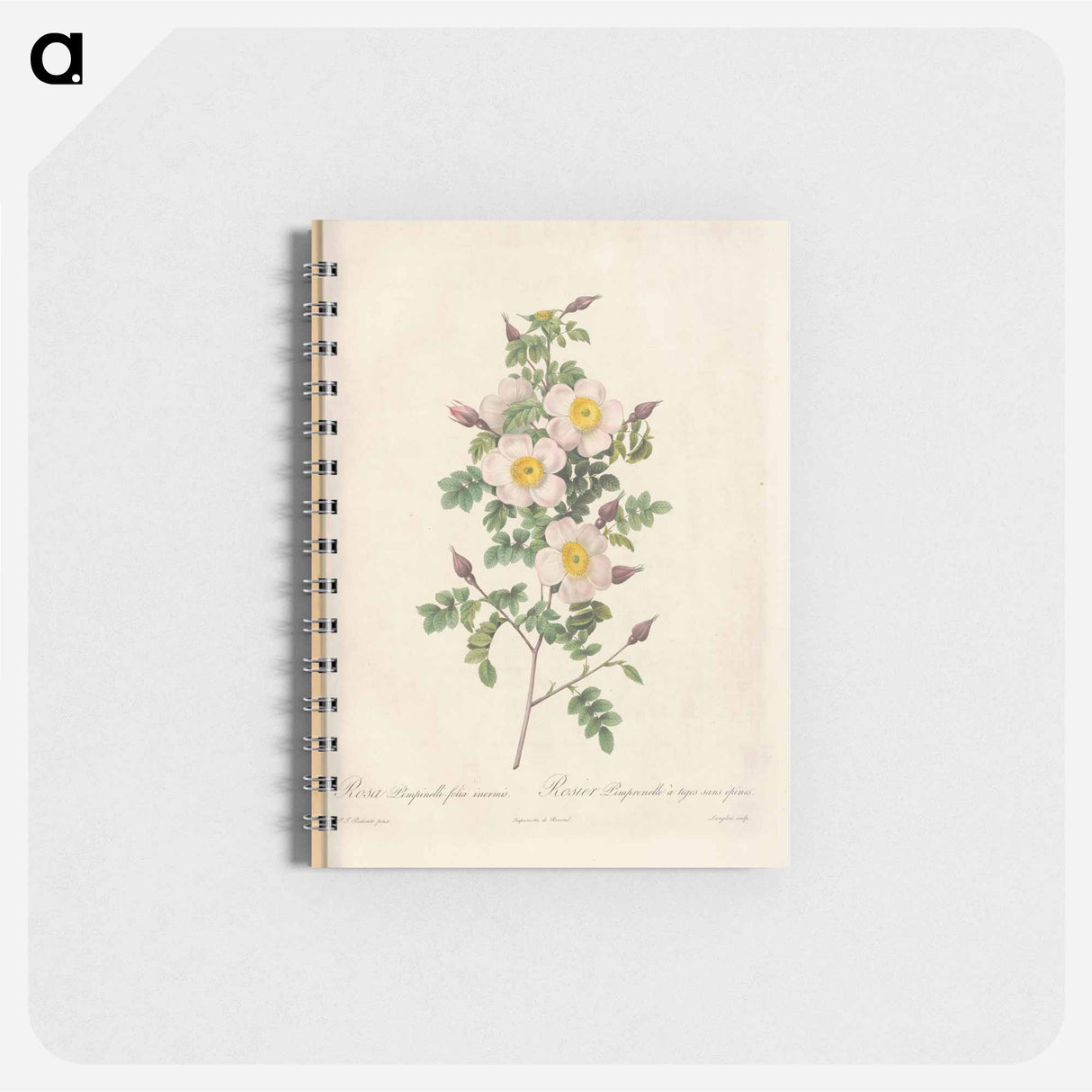 Rose illustration - ピエール ジョゼフ ルドゥーテ Memo.